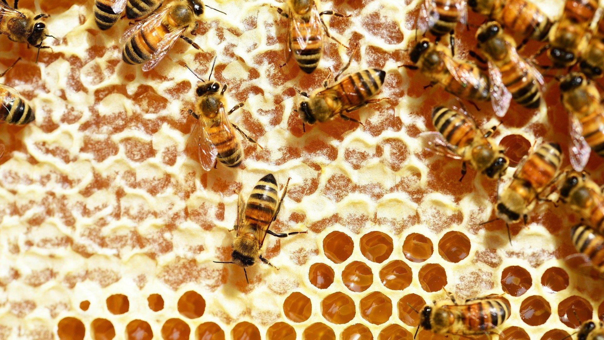 bees in a Honeycomb