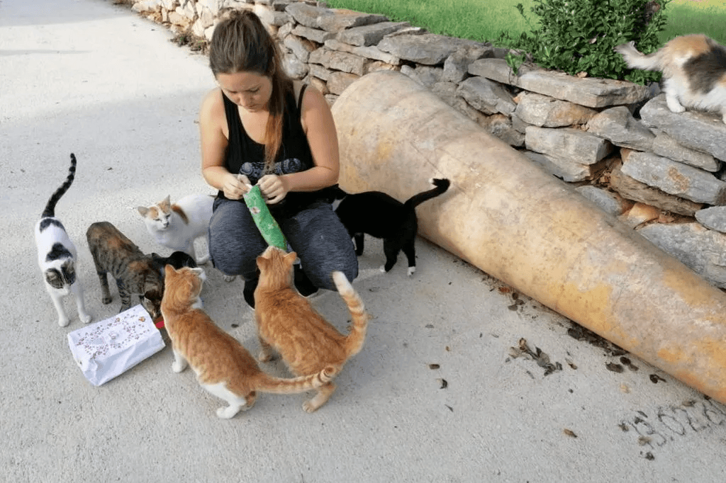 SOS Katze SOS Katze